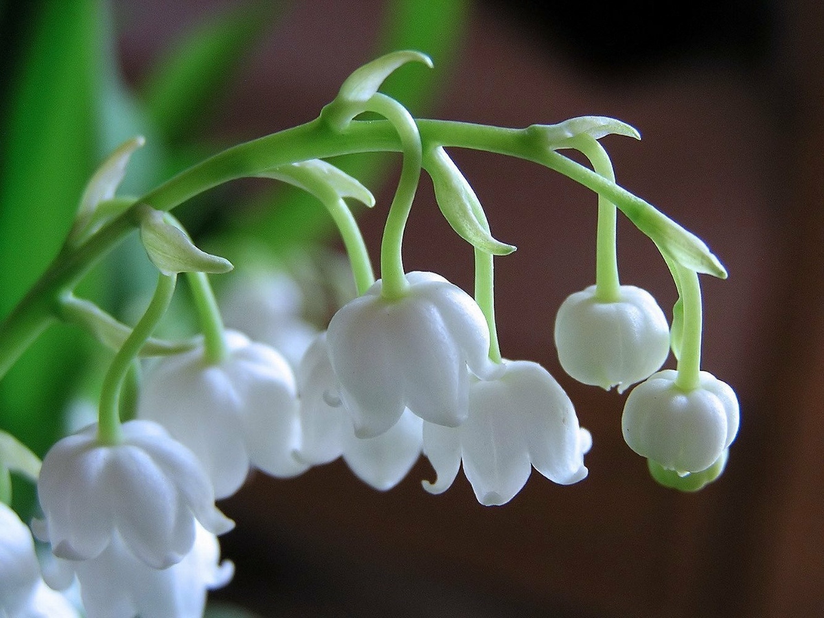 Three picks on lilly of the valley | Tzapan's Perfume Blog